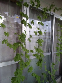 やっと咲きました＾＾ 2011/08/23 09:34:18
