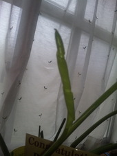 やっと新芽が♪ 2011/09/12 09:45:29