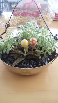 やっぱ多肉は可愛い～♪ 2012/03/20 20:56:03