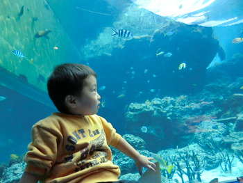 ちゅら海水族館・・・その②