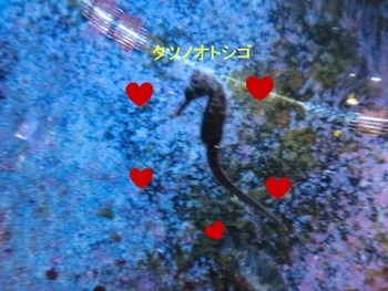 ちゅら海水族館・・・その③