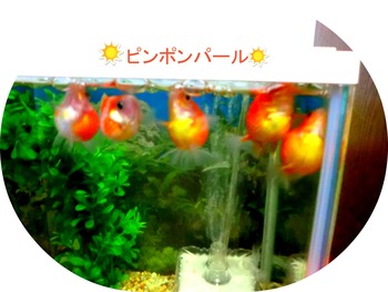 癒しのﾋﾟﾝﾎﾟﾝ☆