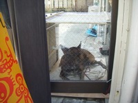お店の横の犬小屋 2008/08/08 14:22:38