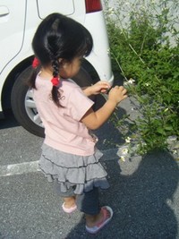 駐車場の花 2008/09/03 15:04:49