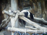 タイ買い付け日記⑮チェンマイ動物園