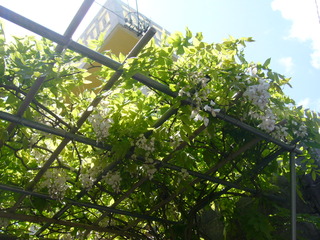 きれいに咲いていました。
