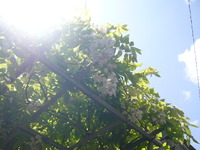 きれいに咲いていました。