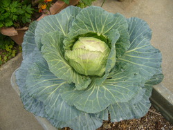 野菜だぁ→！