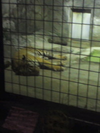サタＺＯＯナイト☆★ 2011/09/13 00:01:56