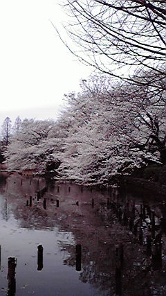 さくら。桜。