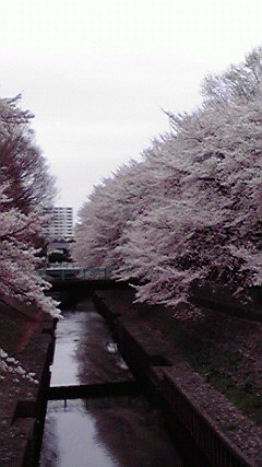 ひらひらと。。。