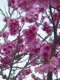 ２月１日土曜は今帰仁城址桜祭りにて出店です。 2014/01/31 23:41:32