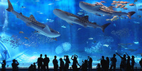 ちゅら海水族館にて 2013/10/13 07:24:04