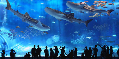 ちゅら海水族館にて