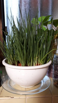 キッチン菜園