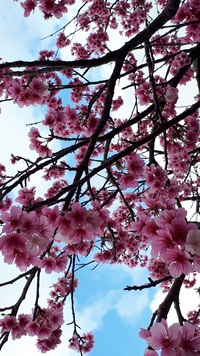 桜 2021/02/17 13:47:51