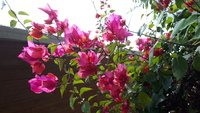 巣ごもり・・・庭の花 2022/01/14 19:14:20