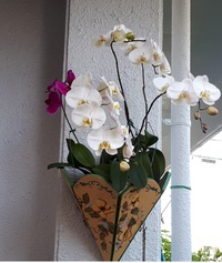 友人宅でお花見 2022/04/09 17:26:09