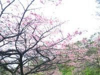 サクラサク〓 2013/02/03 17:29:02