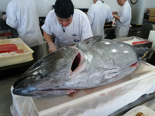 マグロのさばき方をお勉強