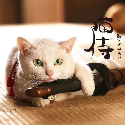かわいい ゆるい かっこいい 猫愛と北村一輝愛に満ちたドラマ