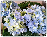 紫陽花