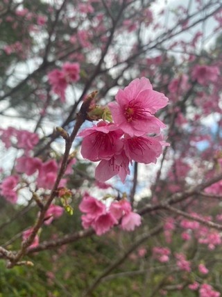 先月ですが桜を見てきました！