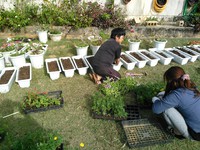 花苗移植作業 2015/01/16 12:02:34