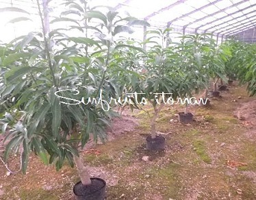 沖縄マンゴー農園 サンフルーツ糸満 一番人気のアップルマンゴー アーウィン種