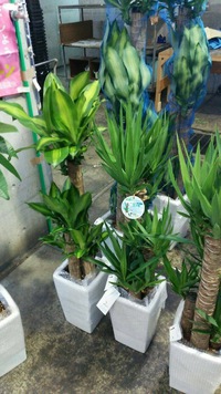 鉢物入荷 2016/03/29 14:58:51