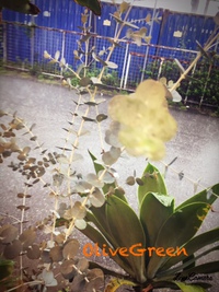 降りだ〜した雨が〜☔️ 2017/06/14 12:16:01