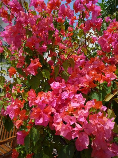 赤色な実？花？葉？