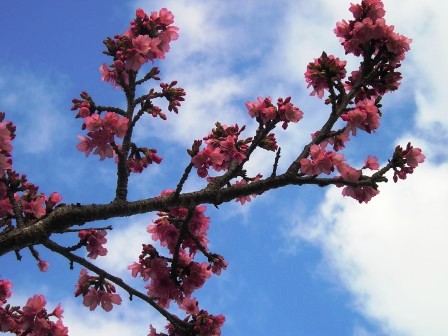 桜～♪