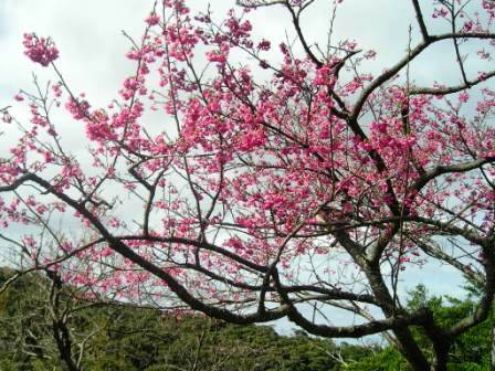 桜～♪
