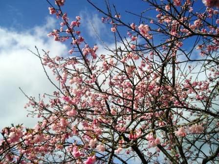 桜～♪
