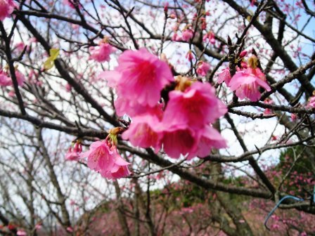 桜～♪