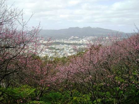 桜～♪