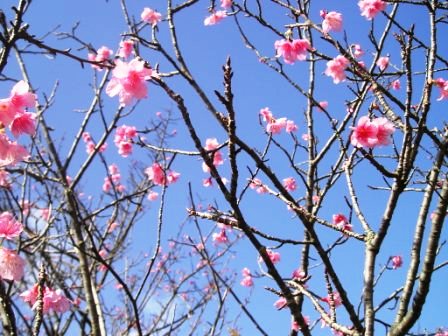 桜～♪