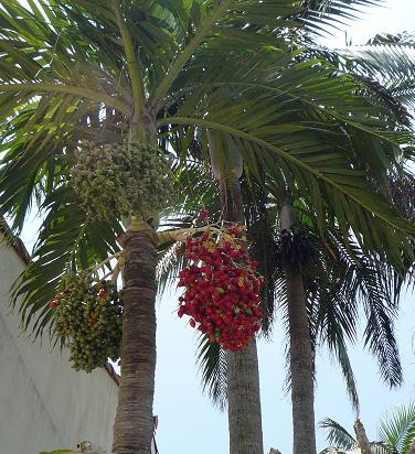 赤色な実？花？葉？