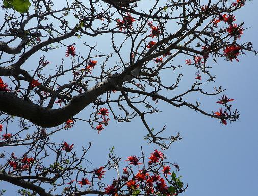赤色な実？花？葉？