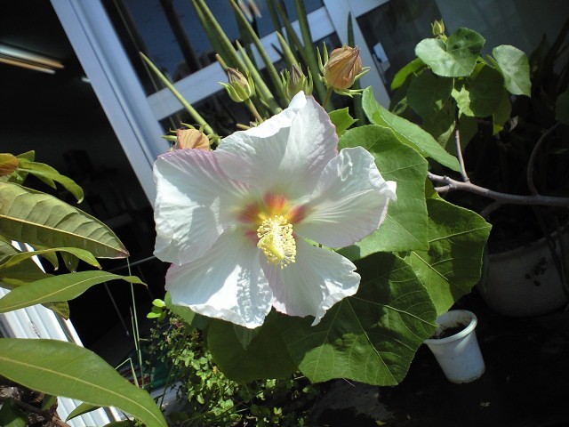 花が綺麗だ