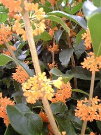 このかほり・・・★ 2010/10/05 19:20:17
