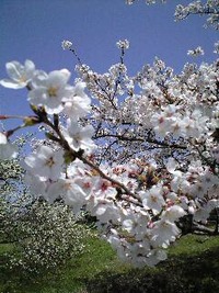 保育園のお迎え・・・ 2011/04/12 16:29:23