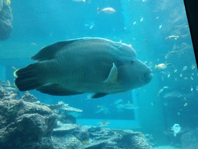 美ら海水族館にいってきた♪