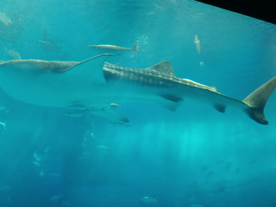 美ら海水族館にいってきた♪