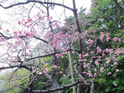 八重岳の桜　やんばるへ　その壱
