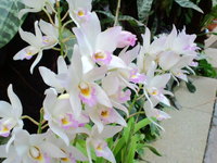 美ら海花まつりと国際洋蘭博覧会　やんばるへ その弐