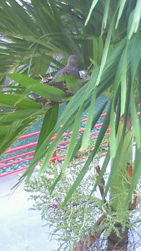 鳩の赤ちゃん