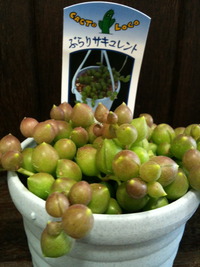 本日入荷苗１ぶらりサキュレント 2010/06/12 22:13:42