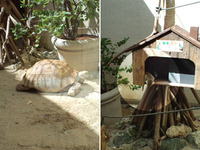 カメとサル 2010/10/19 22:50:42